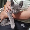 人馴れ抱っこOKグレーの仔猫ちゃん♡ サムネイル2