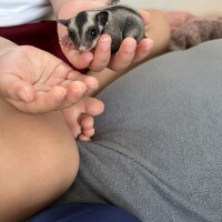 フクロモモンガ