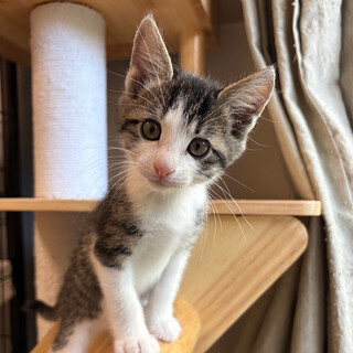 8/17高田馬場★エドくん★立派な白髭くん