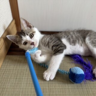 ありがとうございました★グレー雉白カブトくん