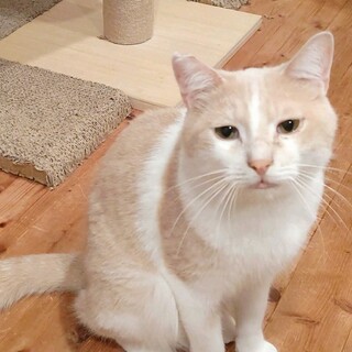 ミルクティーカラーの可愛い子