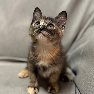 8/17高田馬場★くるみちゃん★ゴロゴロアクティブ