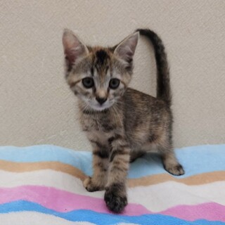 8/17高田馬場★プッカちゃん★優しい眼差し女子