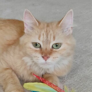 8/17高田馬場★ワラビーちゃん★今度こそ幸せに