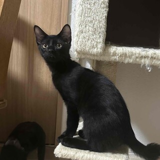 【8/24⭐️泉大津にて譲渡会】参加猫ネプくん
