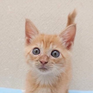 8/17高田馬場★レンちゃん★積極的で明るい女子