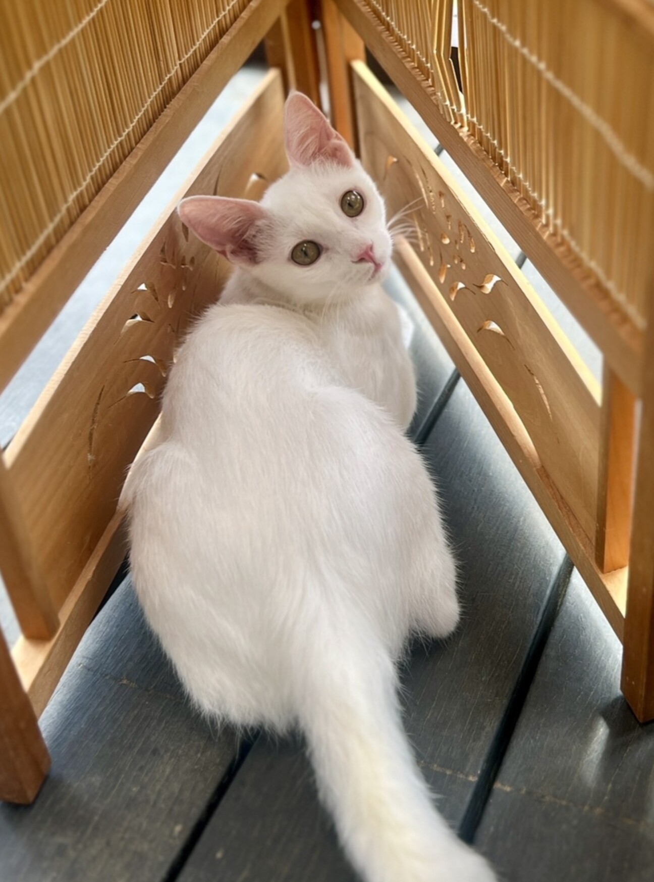 ふんわり「泡雪太郎」あわゆきたろうの写真