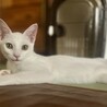 ふんわり「泡雪太郎」あわゆきたろう サムネイル3