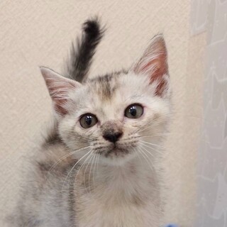 8/17高田馬場★レイヤーちゃん★好奇心旺盛女子