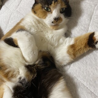 人馴れ抜群！まんまるふわふわのシノちゃん　