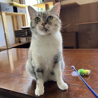 人懐っこいパステル三毛（糸島市）