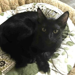 【8/24⭐️泉大津にて譲渡会】参加猫モーターくん