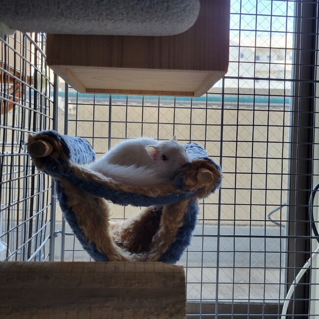 ほわりすのカバー写真