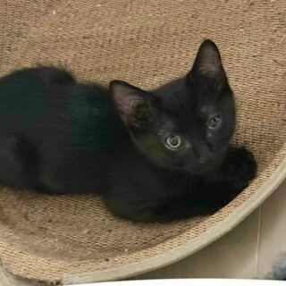 【8/24⭐️泉大津にて譲渡会】参加猫ミニョンくん