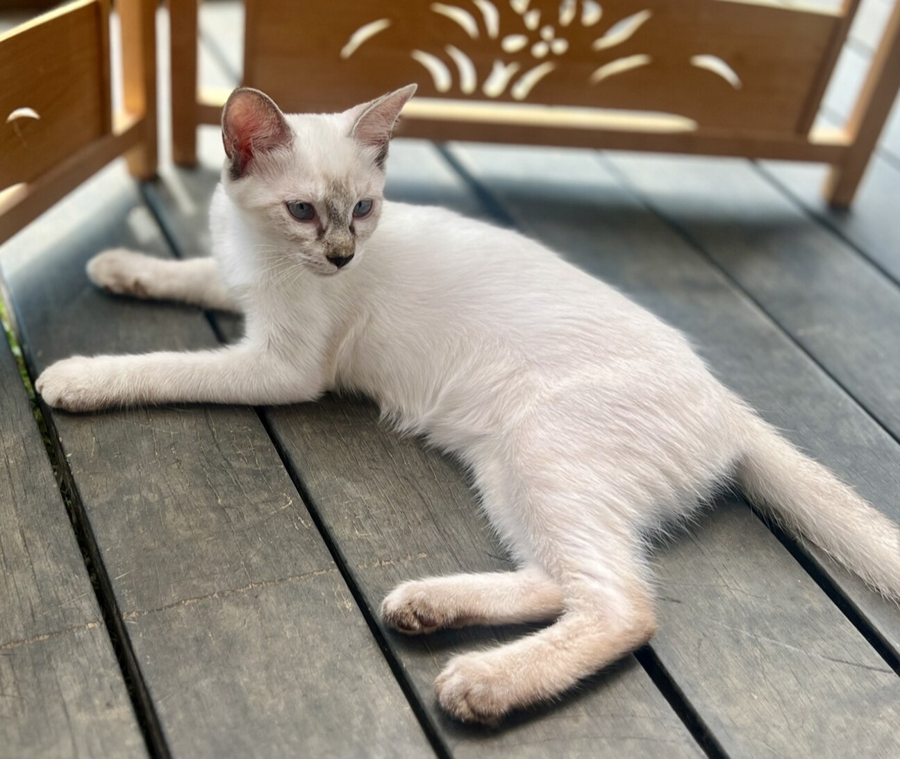シャムミックスの「おうす」東京都 - 猫の里親募集(516572