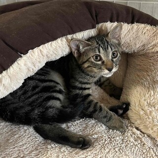 【8/24⭐️泉大津にて譲渡会】参加猫シエスタくん