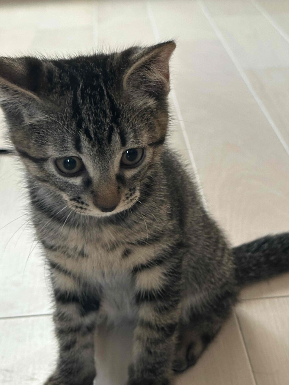 かこ♡リピーター様リクエスト　特大猫様 😺ねこ親さん募集中😺 ひなたちゃん (預かり場所:大網白里市