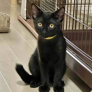 【8/24⭐️泉大津にて譲渡会】参加猫ボイスくん