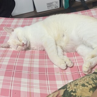 【再募集】とても人懐っこく甘えん坊男の子