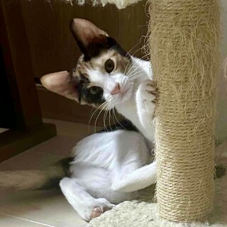 【8/24⭐️泉大津にて譲渡会】参加猫しんちゃん