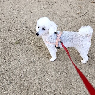 里親決まりました