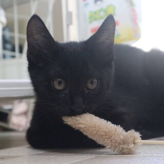 【8/24⭐️泉大津にて譲渡会】参加猫ウタマロくん
