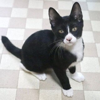 【8/24⭐️泉大津にて譲渡会】参加猫タキくん