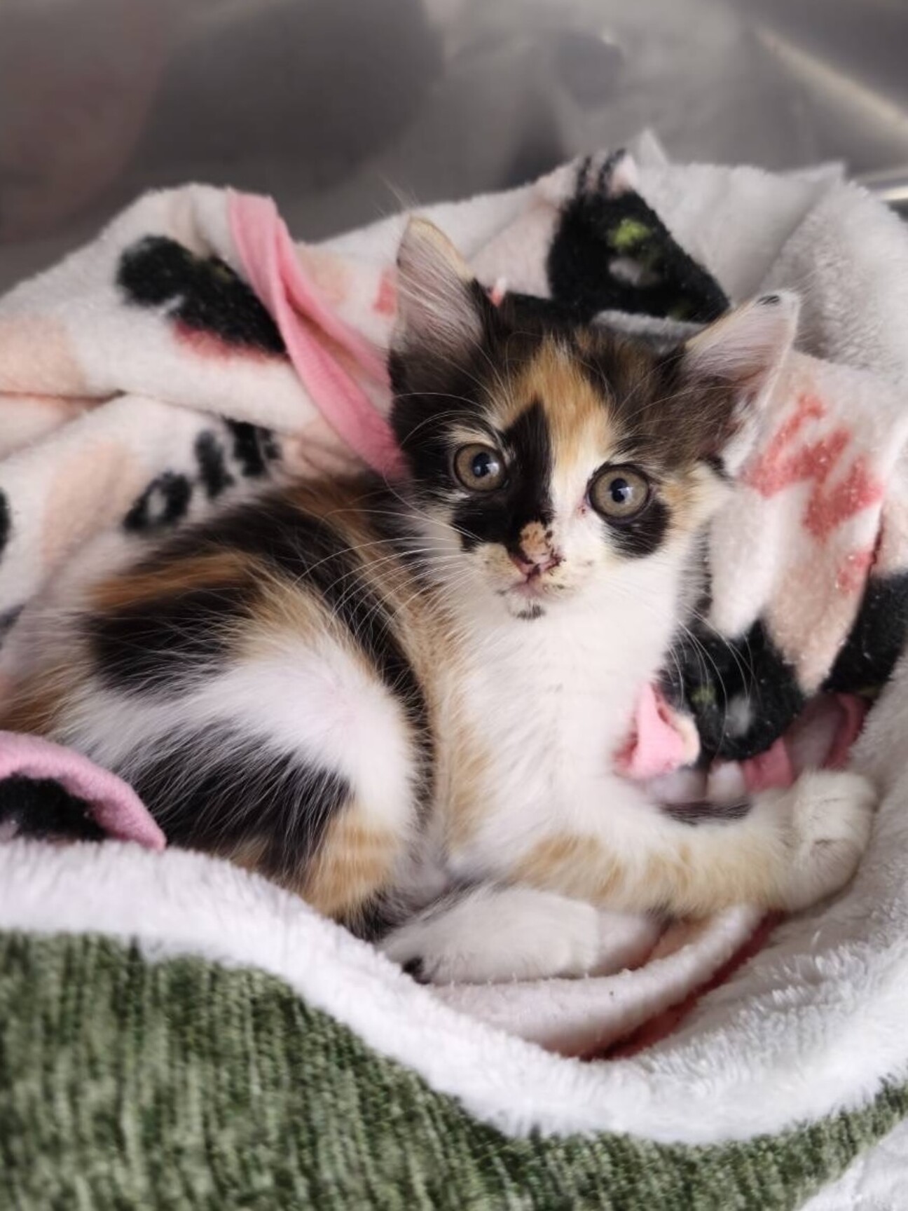 ふんばり親子猫　三毛猫 いっぱい遊んでね♡三毛猫」千葉県 - 猫の里親募集(523360) 1