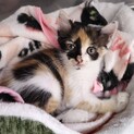 いっぱい遊んでね♡三毛猫　ボン子ちゃん