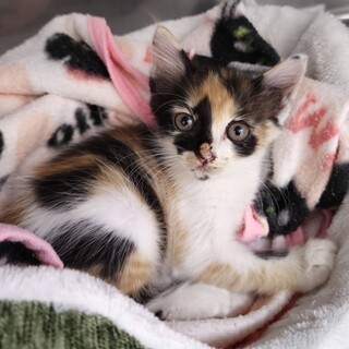 ふんばり親子猫　三毛猫 猫の里親募集】千葉県・雑種・可愛い三毛猫仲良し姉妹♡元気で