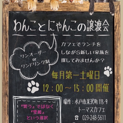 わんことにゃんこの譲渡会 in トーマスカフェ