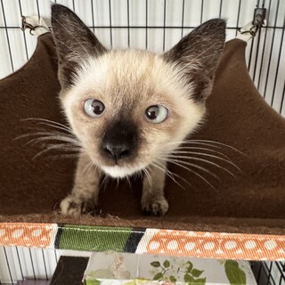 ちょっと怖がり ★ あんみつちゃん