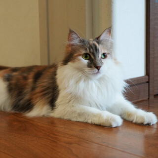 この上なく性格の優しい猫です。