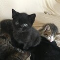 黒猫の三兄弟