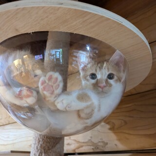 でっかく育ちそうなおっとり茶白のディカプリオ君♪