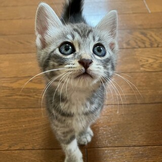 サバトラ、ぴーちゃん（♂）