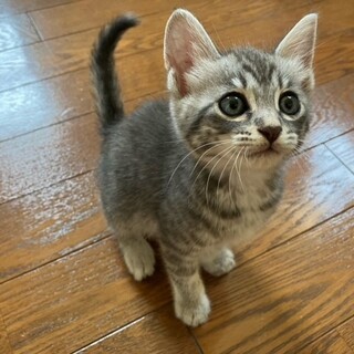 サバトラ、なーちゃん（♀）