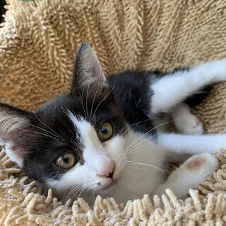 里親決定！ポルちゃん／かわいらしい女の子