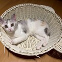 9/7(日)譲渡会★美人なパステル三毛さん