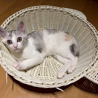 9/7(日)譲渡会★美人なパステル三毛さん