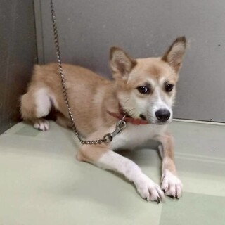 可愛らしい野犬のナッツちゃん♡