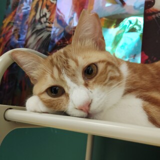 手脚しっぽのなが～いイケメンボーイ