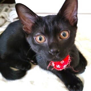 まゆゆちゃんは甘えん坊