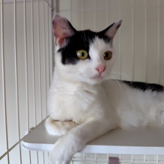 白黒の女の子★11/3追記あり★