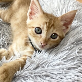 おめめぱっちり甘えん坊イケメン1ヶ月半