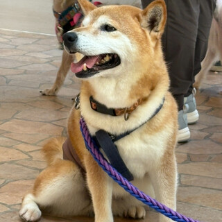 犬も人も大好き♡ルーくん✨