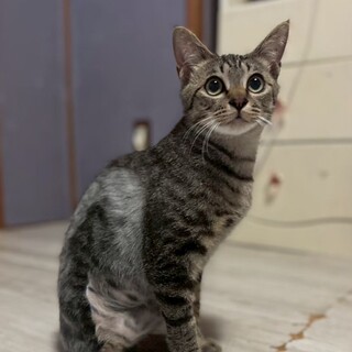 大怪我から復活した3本足の悟空