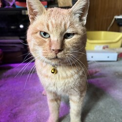 【緊急手配】オヅノ脱走！