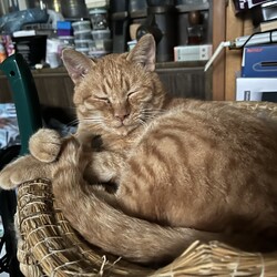 「【緊急手配】オヅノ脱走！」サムネイル2