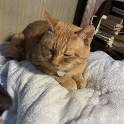 「【緊急手配】オヅノ脱走！」サムネイル3